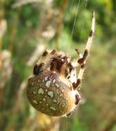 Image of Shamrock Orbweaver