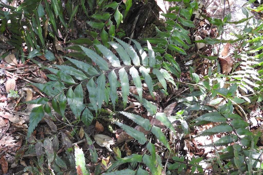 Image de Asplenium serra Langsd. & Fischer