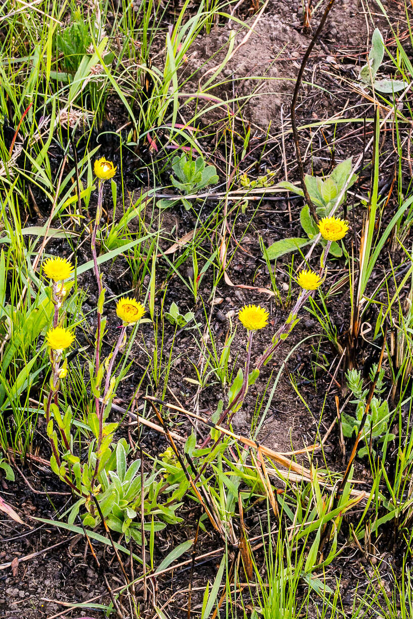 Image of Helichrysum aureum var. monocephalum (DC.) Hilliard