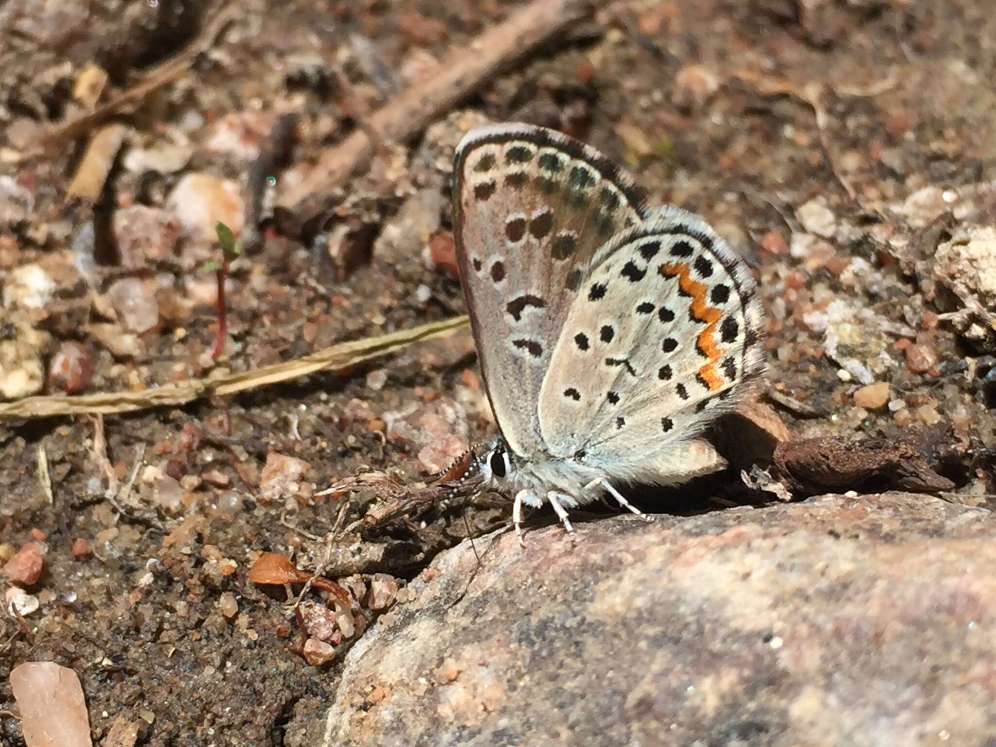 <i>Euphilotes centralis</i>的圖片