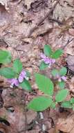 Image de Polygaloides paucifolia (Willd.) J. R. Abbott