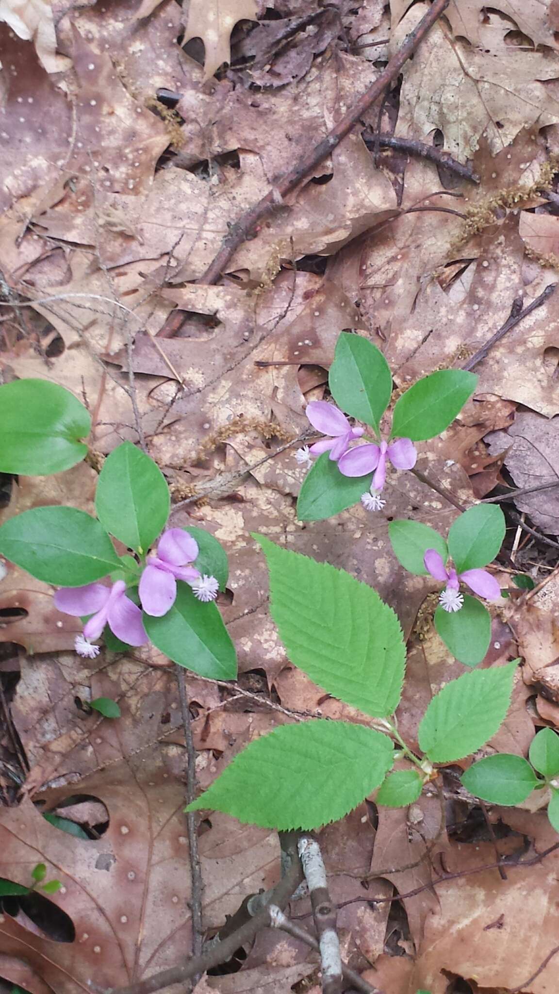 Image de Polygaloides paucifolia (Willd.) J. R. Abbott