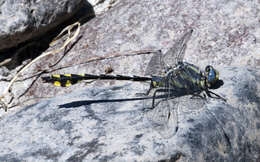 Image of Gomphurus lynnae (Paulson 1983)