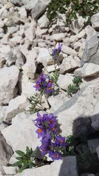 Image of Alpine toadflax