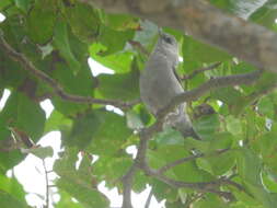 صورة Zosterops leucophaeus (Hartlaub 1857)