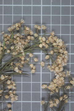 Image of Baccharis sulcata DC.