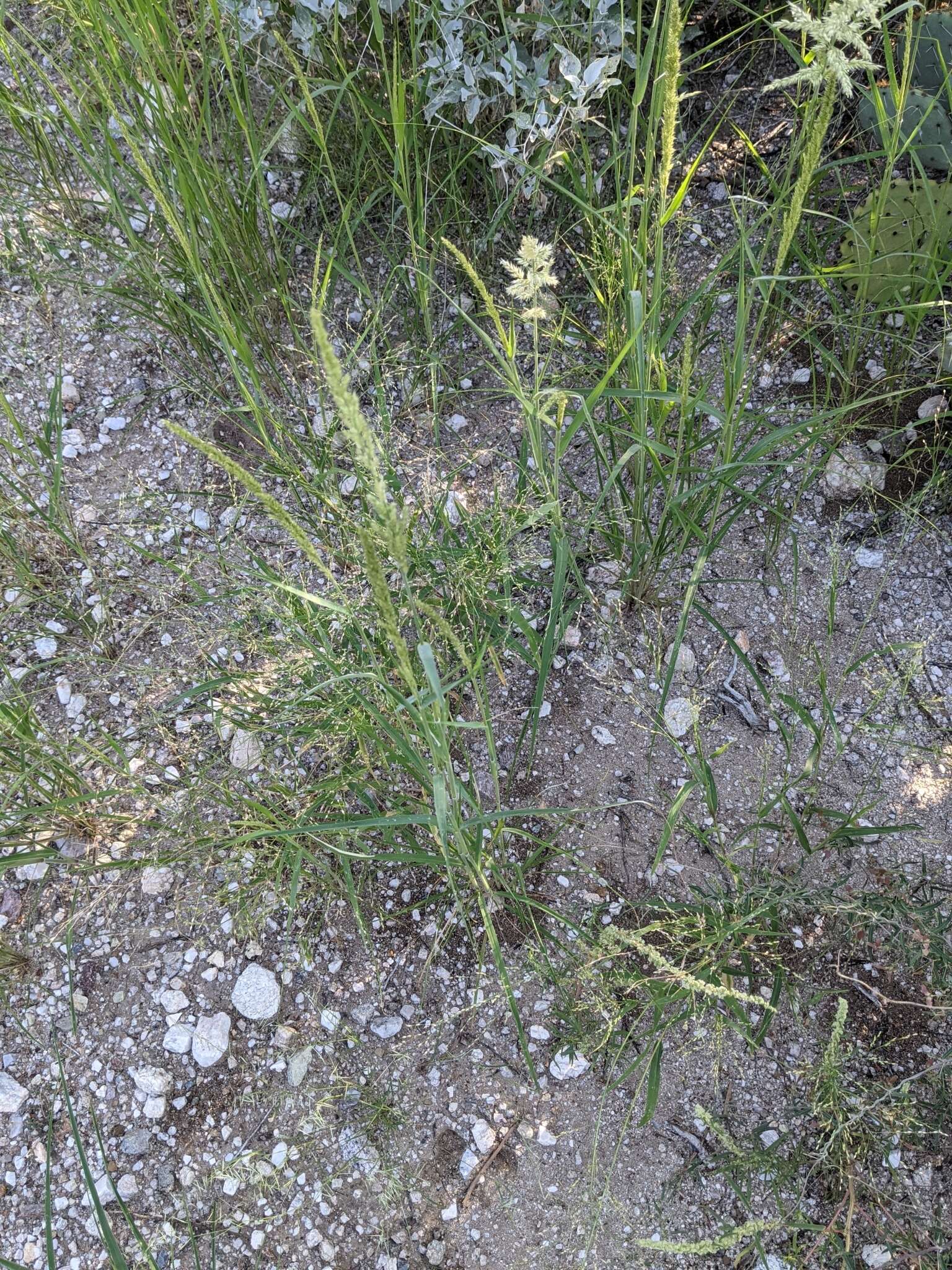 Image of soft feather pappusgrass