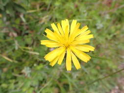 Image of Picris angustifolia subsp. merxmuelleri H. W. Lack & S. Holzapfel