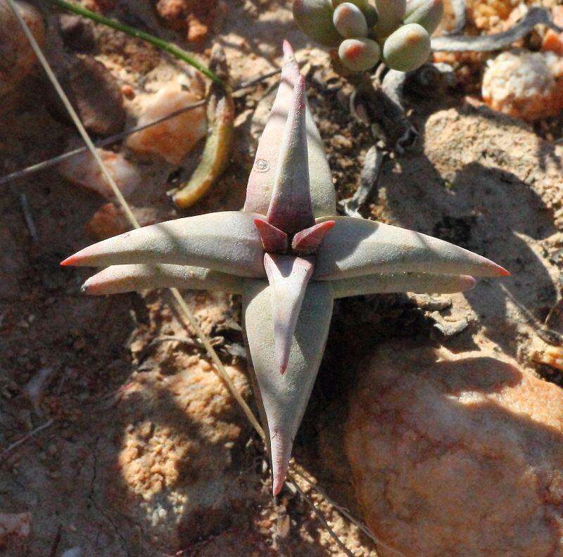 Image of Crassula congesta subsp. laticephala (Schönl.) Tölken