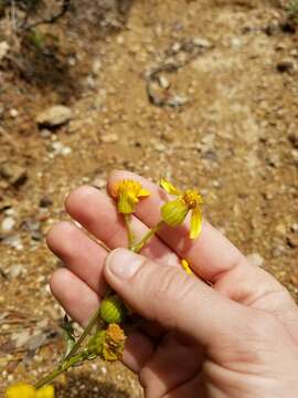 Image of widehead groundsel