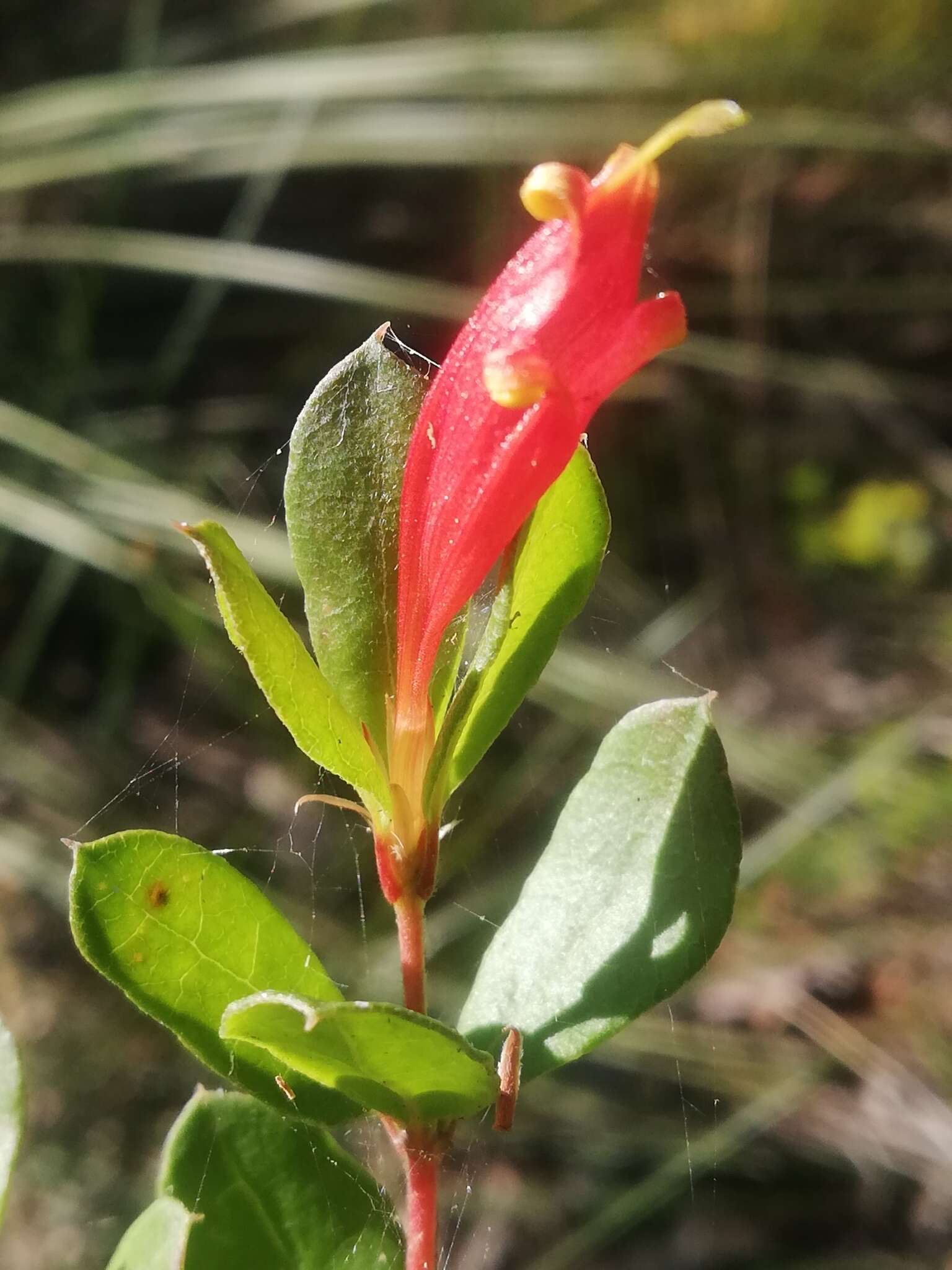 Image of Lambertia uniflora R. Br.