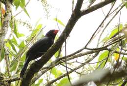 Image of Black-throated Grosbeak