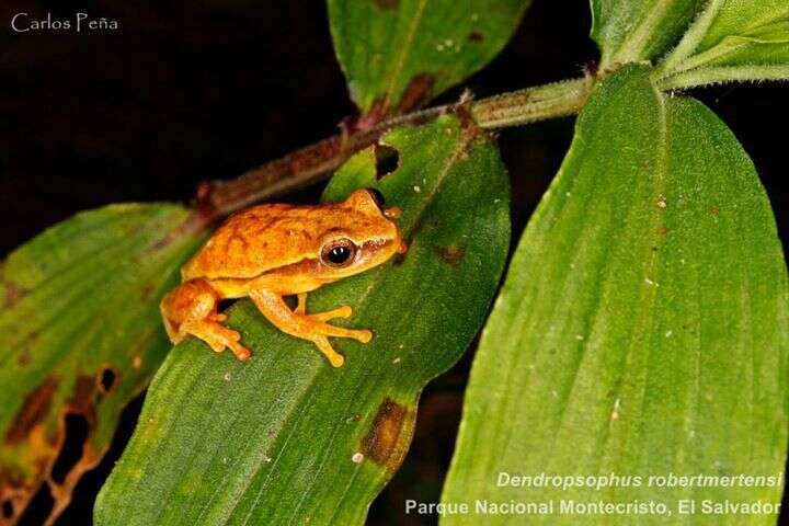 Image de Dendropsophus robertmertensi (Taylor 1937)