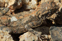 Image of Anchieta's Agama