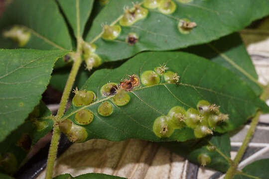 Image of Phylloxera caryaefoliae Fitch 1856