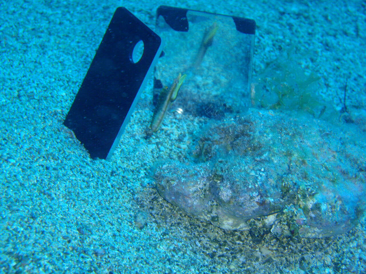 Image of Yellowface Pikeblenny