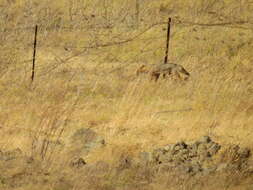 Image of Syrian jackal