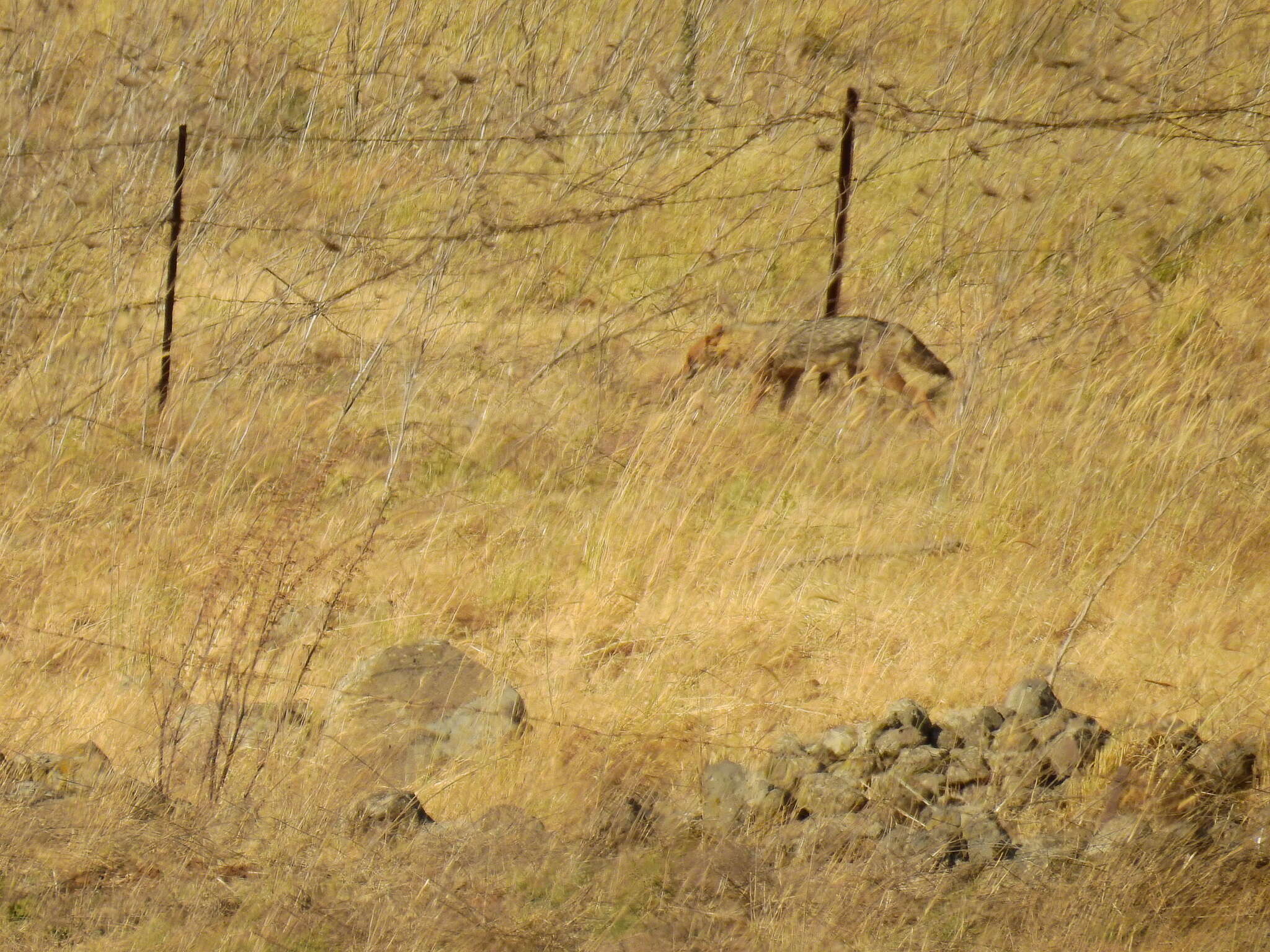 Image of Syrian jackal