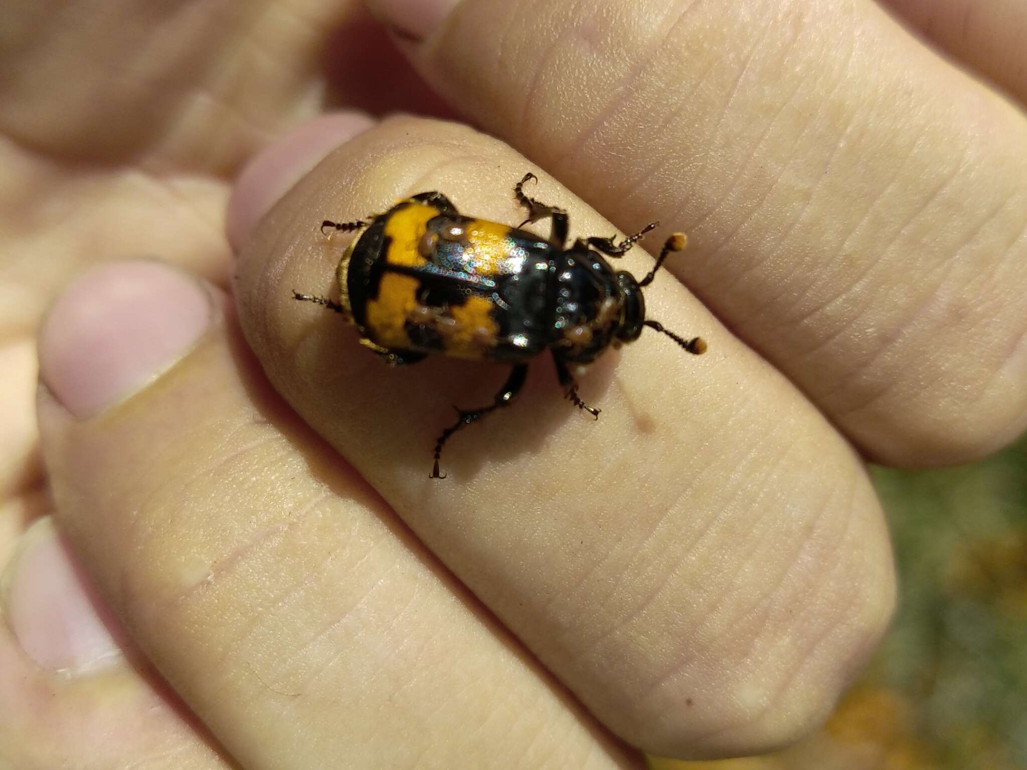 Image of Nicrophorus (Nicrophorus) interruptus (Stephens 1830)