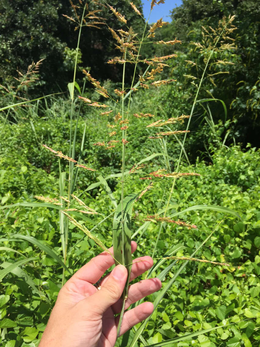 Image of Johnson grass