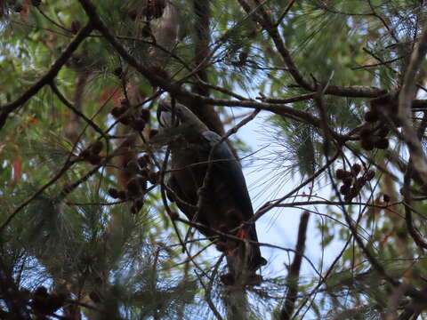 Calyptorhynchus lathami lathami (Temminck 1807) resmi