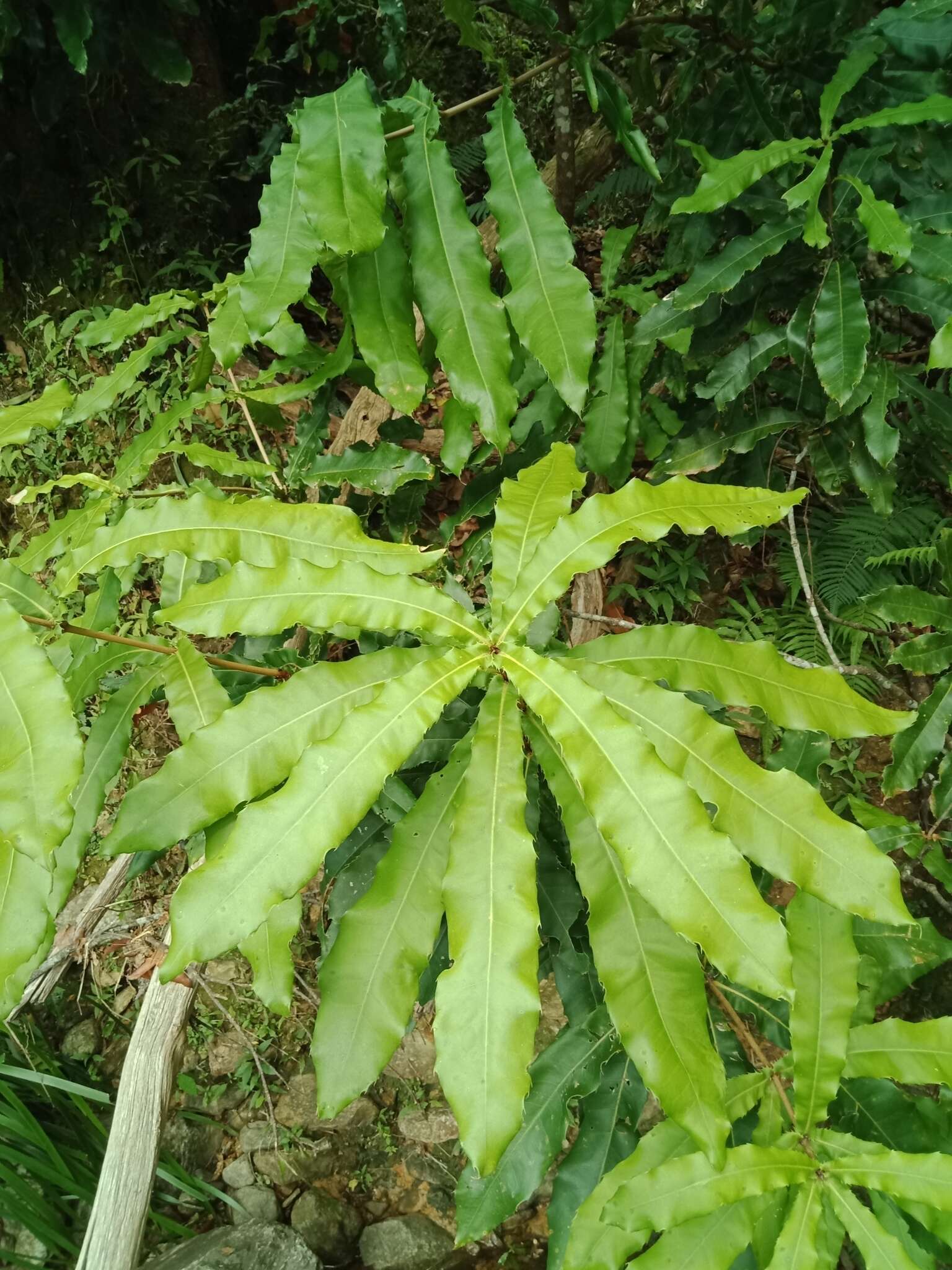 Image of macadamia nut