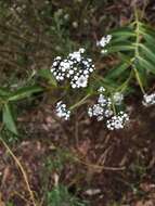 Image of Logania saxatilis G. Perry ex B. J. Conn