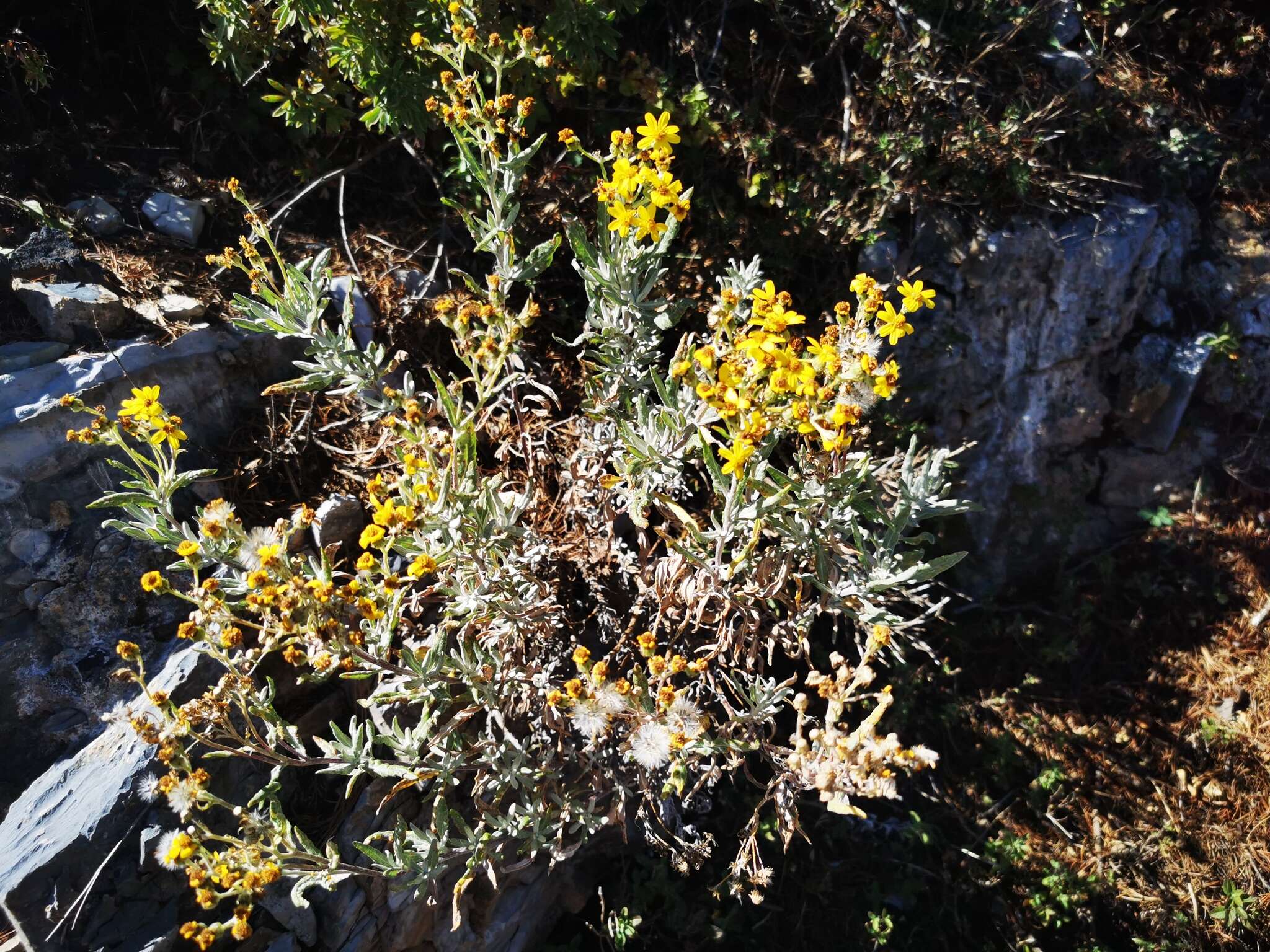 Image of Senecio carnerensis Greenm. ex Greenm.