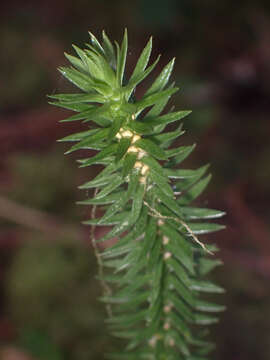 Image of western clubmoss