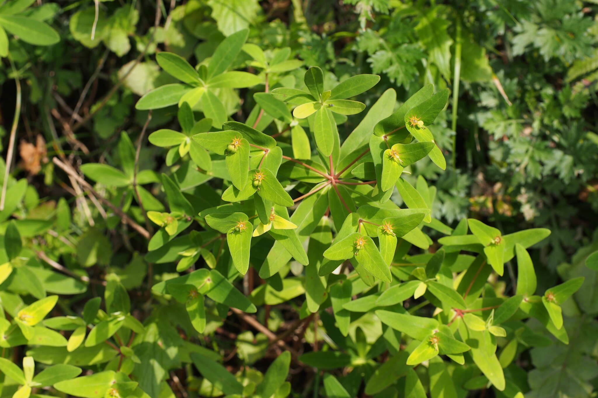 Image of Siebold's spurge