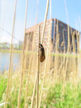 Image of Alderfly