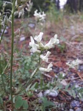 Image of field locoweed