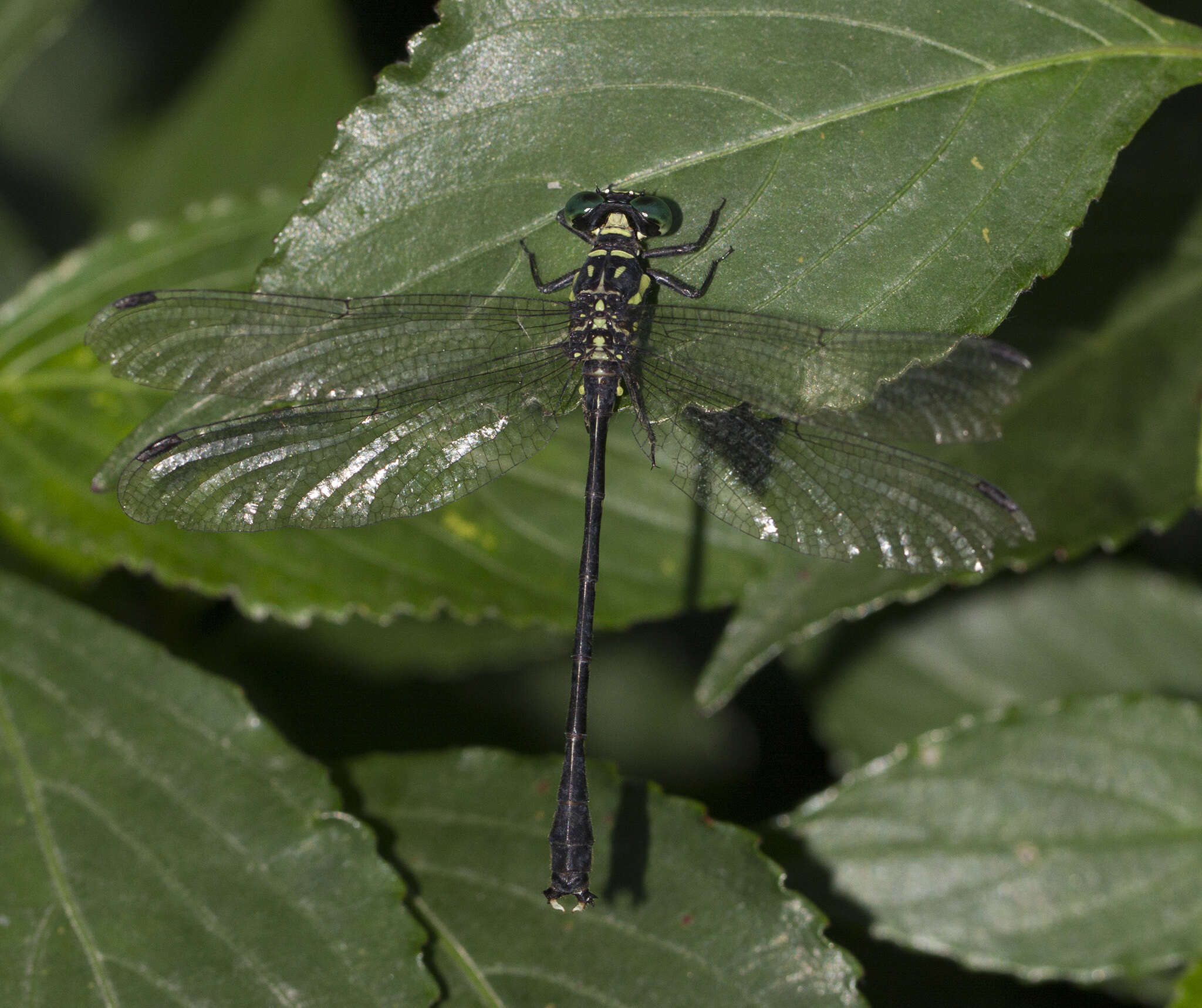 Image of Heliogomphus lyratus Fraser 1933