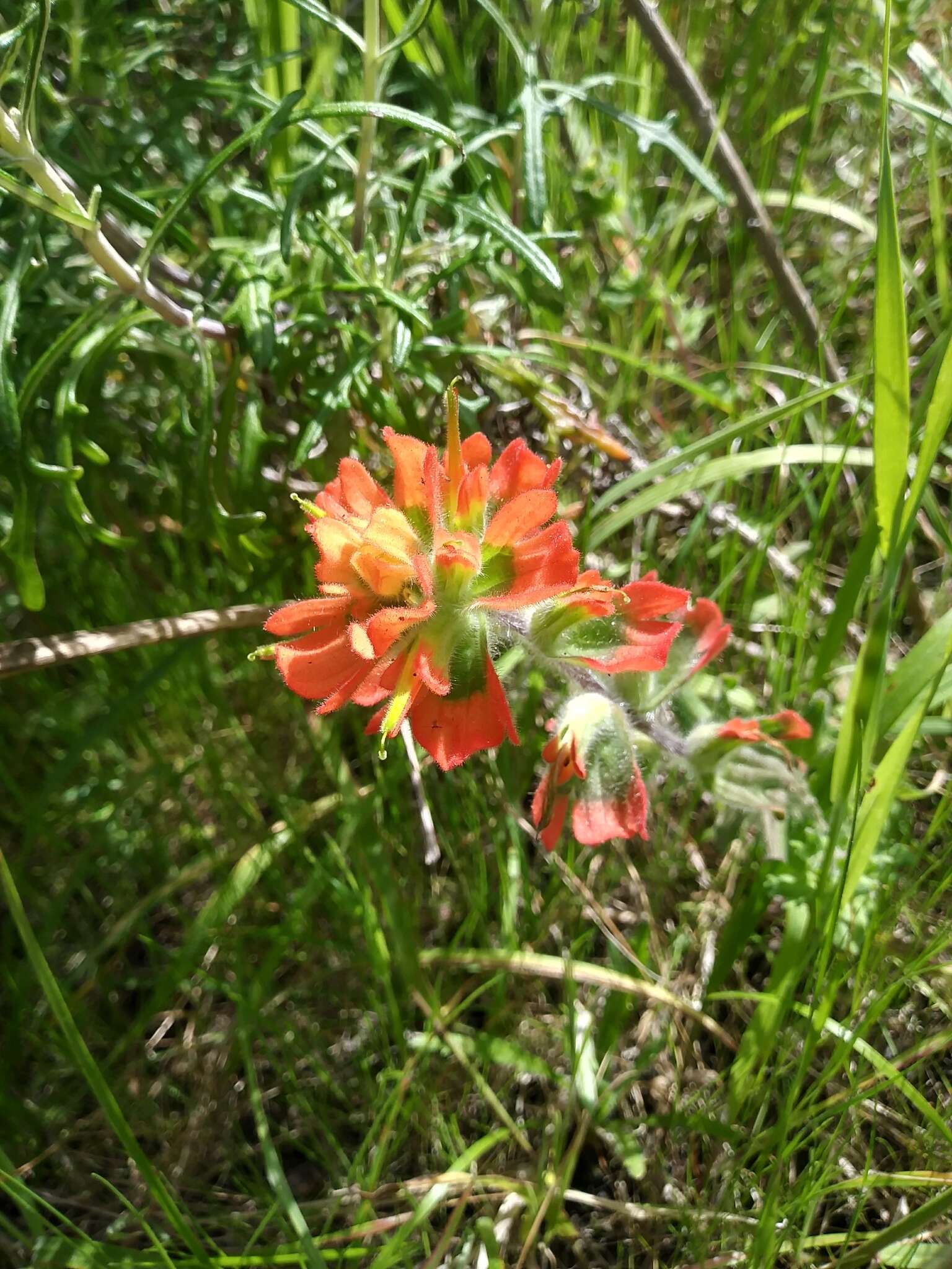 Слика од Castilleja latifolia Hook. & Arn.