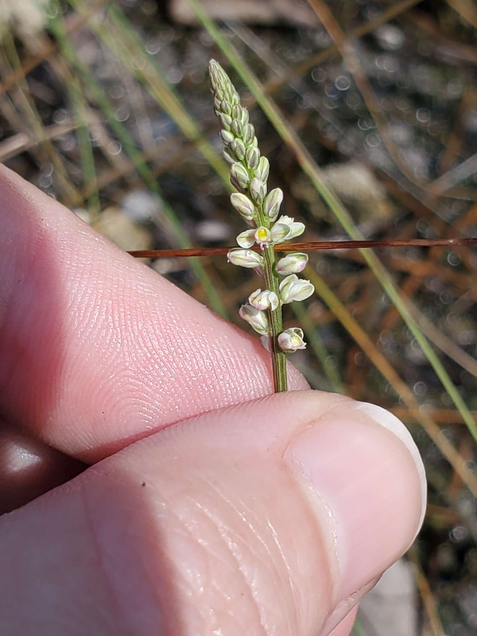 Polygala boykinii var. sparsifolia Wheelock的圖片