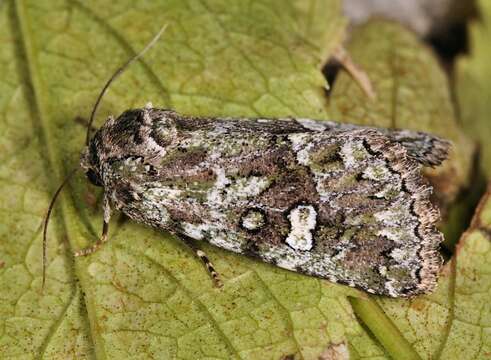 Слика од Olivenebula xanthochloris (Boisduval 1840)