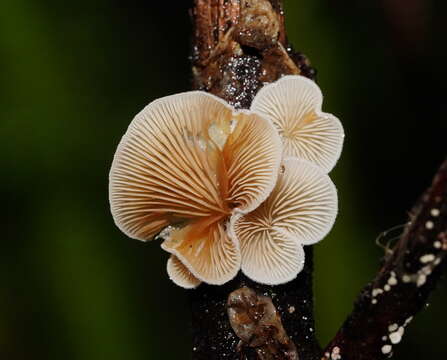 صورة Crepidotus variabilis (Pers.) P. Kumm. 1871