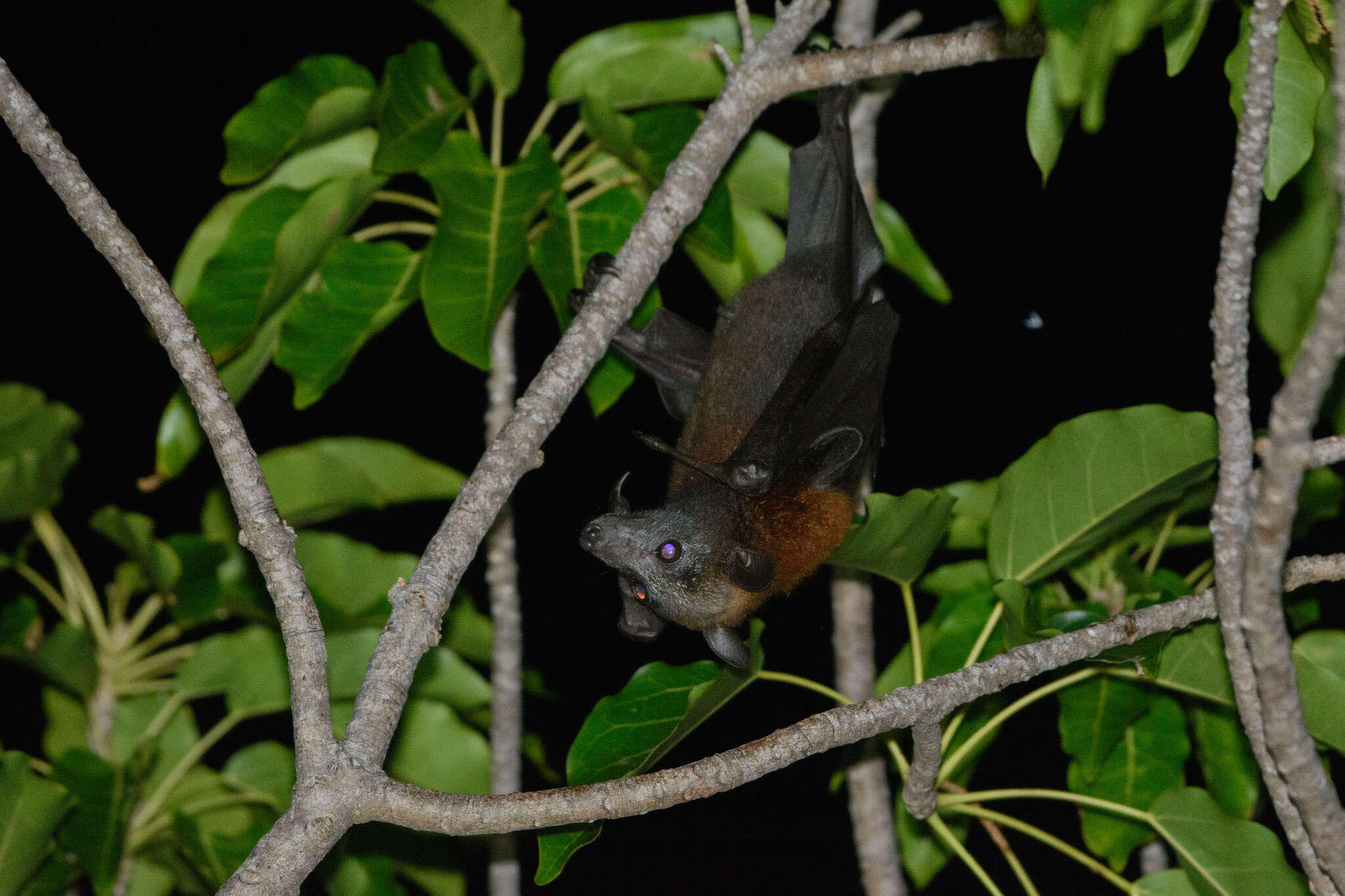 Image of Island Flying Fox