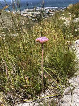 Image of Dilatris corymbosa P. J. Bergius