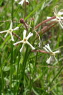 Image of Zaluzianskya microsiphon (Kuntze) K. Schum.