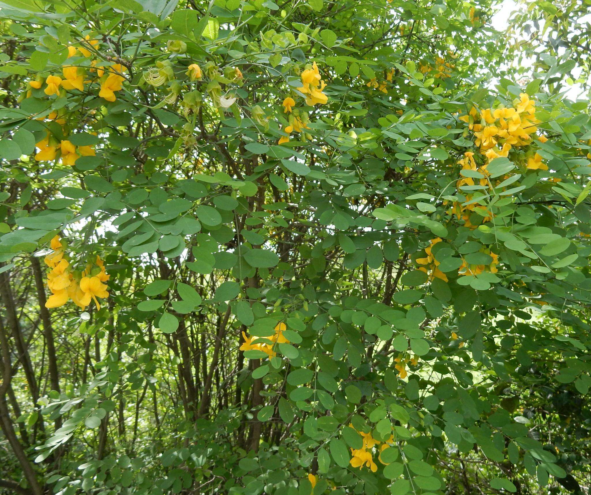 Imagem de Calpurnia aurea (Aiton) Benth.