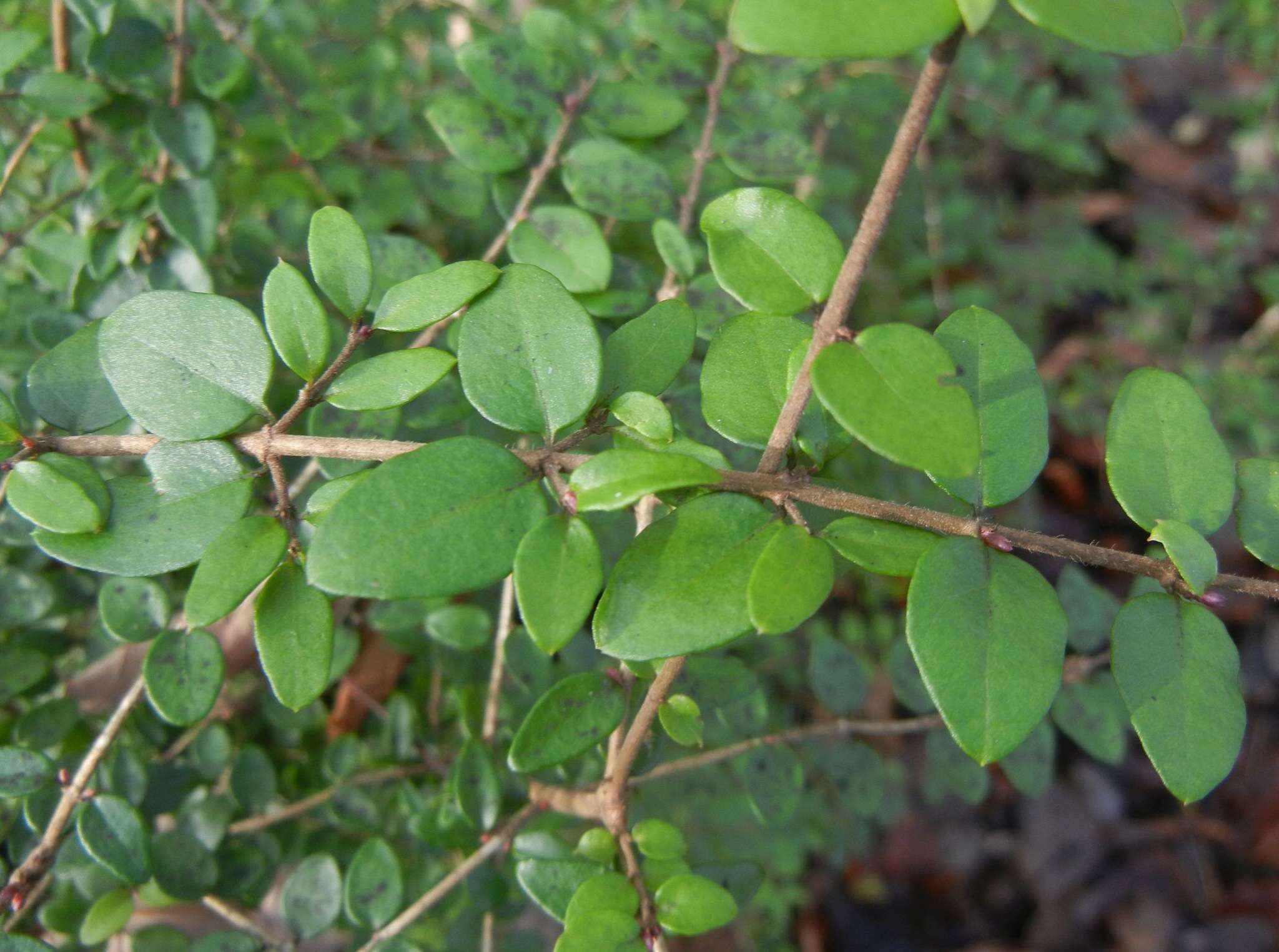 Sivun Lonicera pileata var. yunnanensis (Franch.) Bernd Schulz kuva