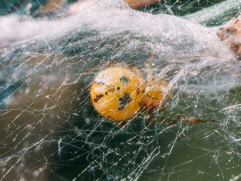 Image of Phylloneta impressa (L. Koch 1881)