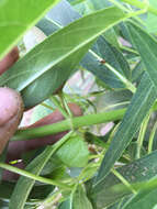 Image of swamp milkweed