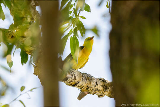 Image of Eurasian Golden Oriole