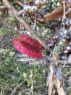 Image of Melaleuca elliptica Labill.