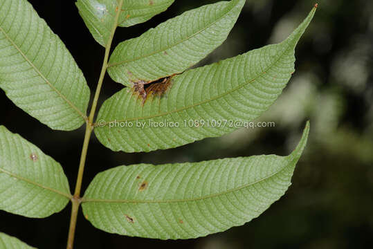 Image of Grypothrix megacuspis (Baker) S. E. Fawc. & A. R. Sm.