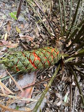 Image of Macrozamia douglasii W. Hill ex F. M. Bailey