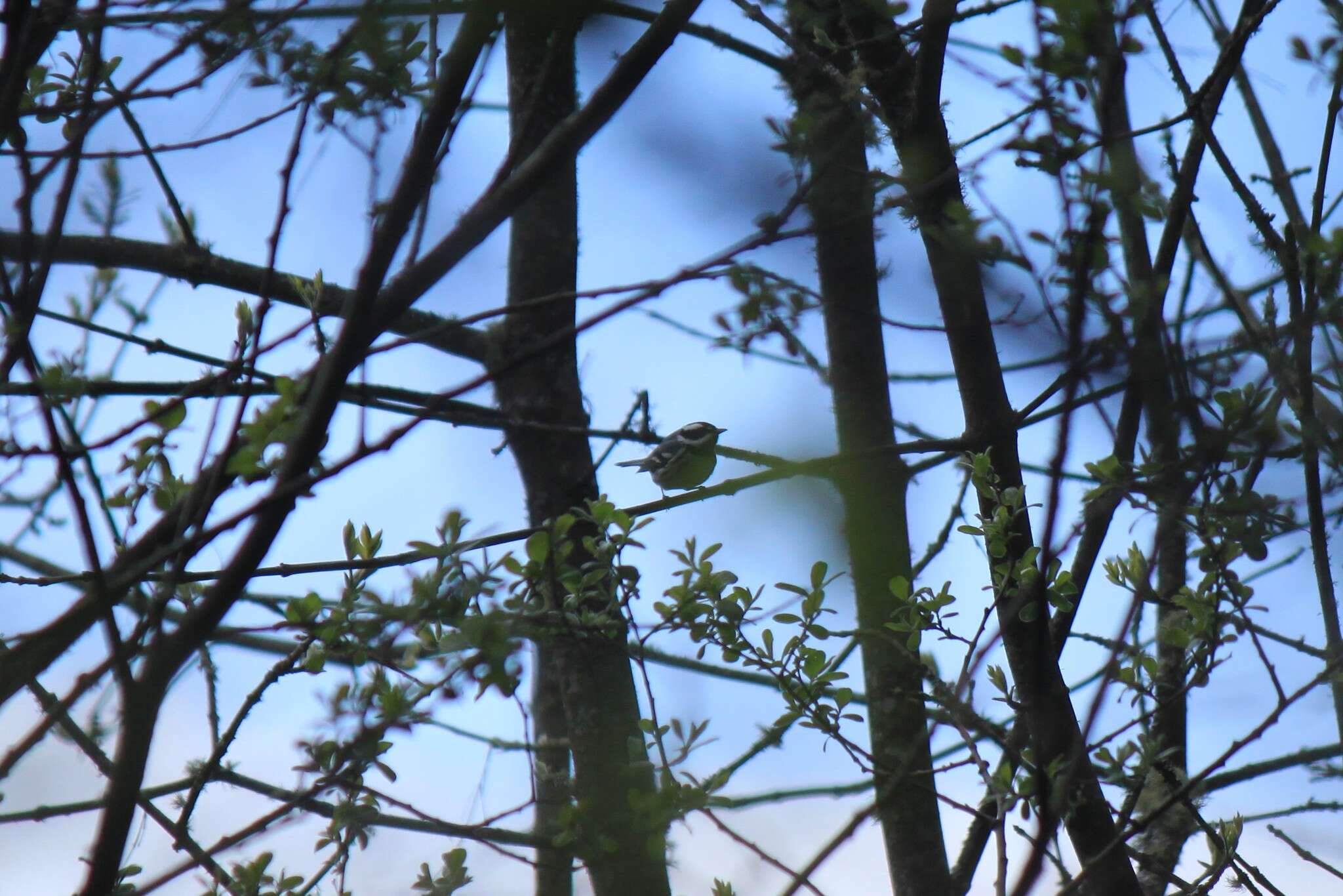 Image of Black-throated Grey Warbler