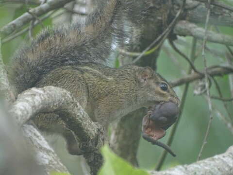 Funisciurus anerythrus (Thomas 1890)的圖片